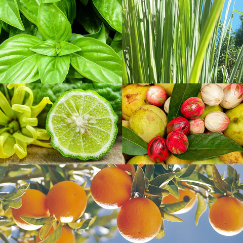 CANVAS Beauty Hong Kong aromatherapy Awakening