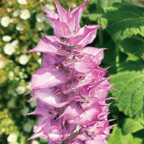 CANVAS Beauty Hong Kong aromatherapy Clary Sage French Oil