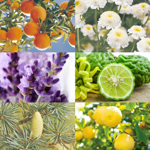 CANVAS Beauty Hong Kong aromatherapy Evening Breeze