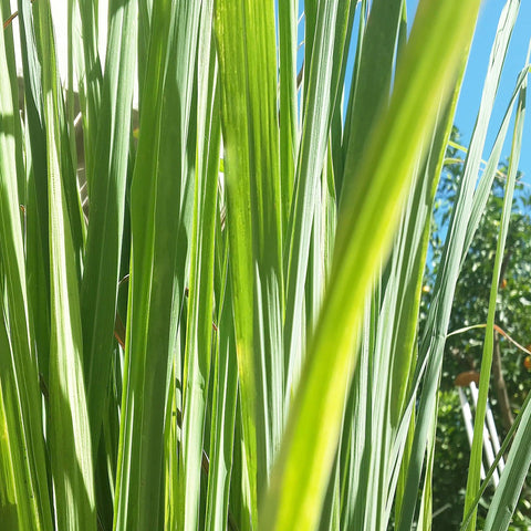 CANVAS Beauty Hong Kong aromatherapy Lemongrass Nepal Oil Organic