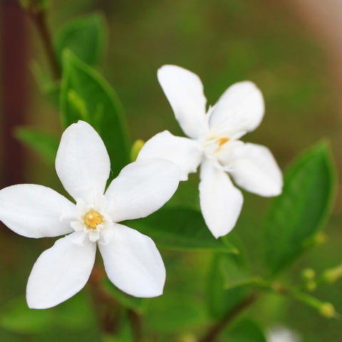 茉莉精油、雛菊及熊果素