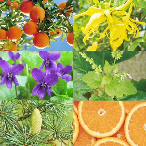 CANVAS Beauty Hong Kong aromatherapy Balanced Bliss