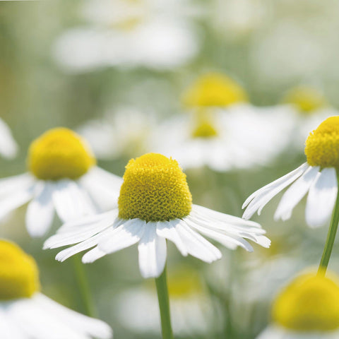 CANVAS Beauty Hong Kong aromatherapy Chamomile German Oil Organic