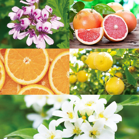 CANVAS Beauty Hong Kong aromatherapy Floral Sunrise