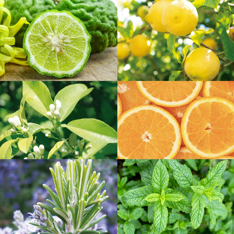 CANVAS Beauty Hong Kong aromatherapy Renewed Journey