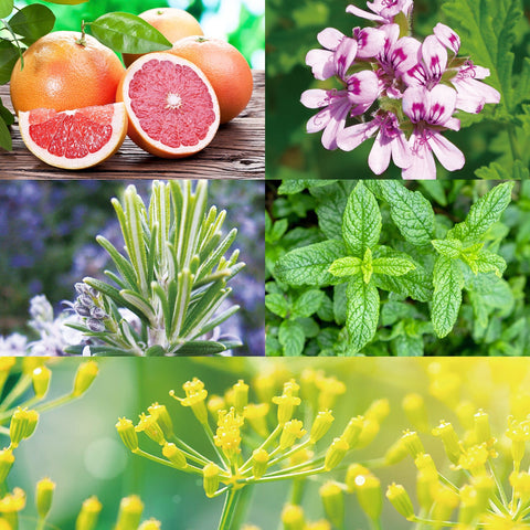 CANVAS Beauty Hong Kong aromatherapy Summer Fresh